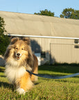 Shore Leash