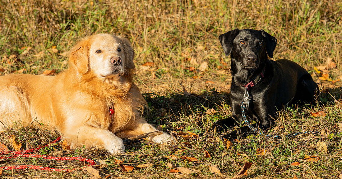 Take the Best Fall Photos of Your Dog