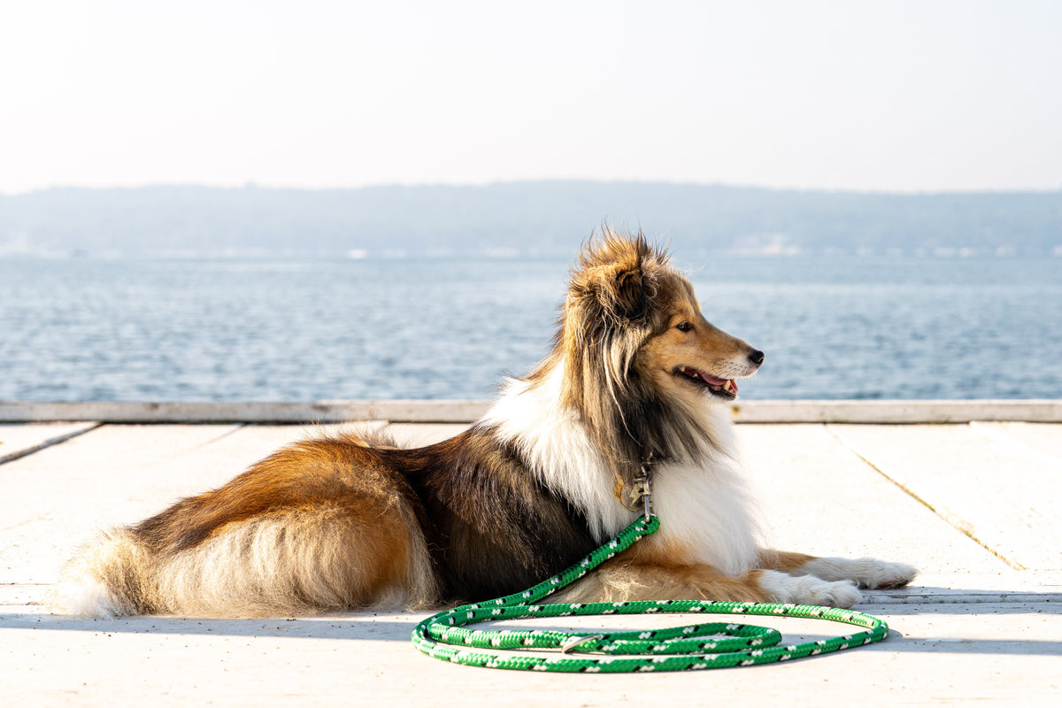 Dog Leashes
