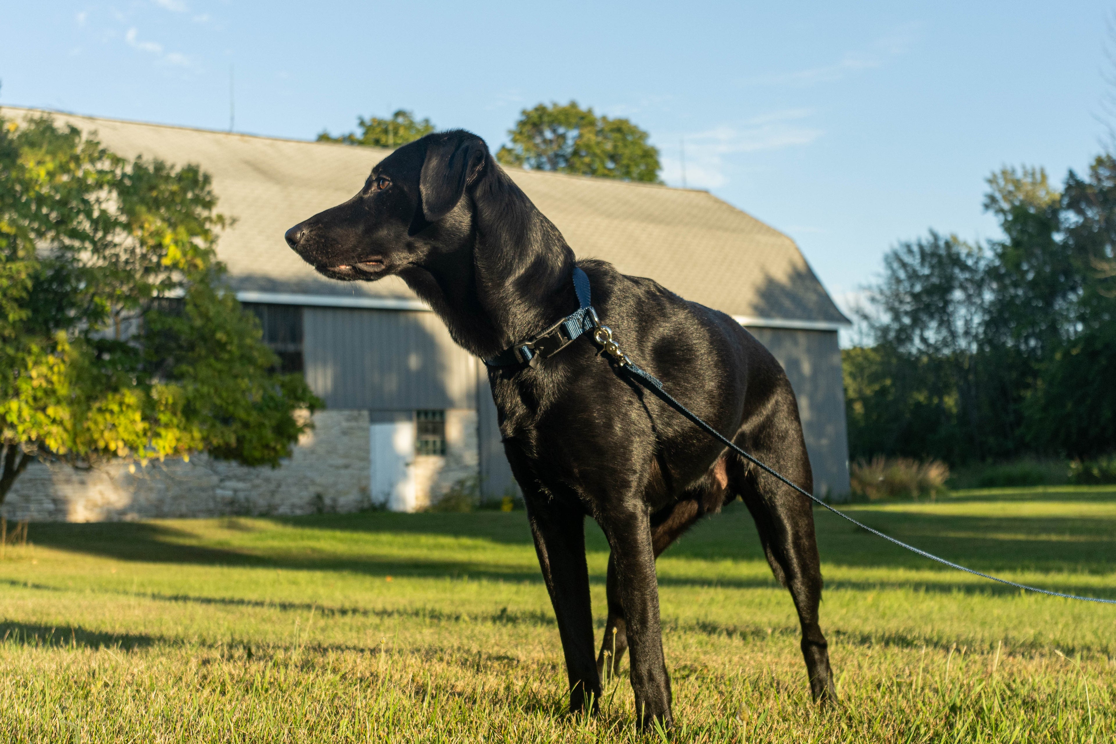 Black dog on a leash standing in a grassy field with a barn in the background