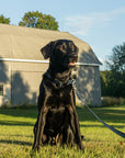 Shore Leash