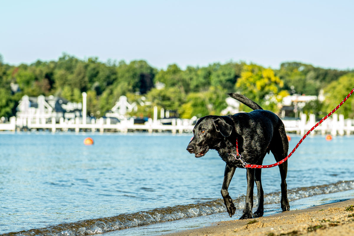 Black dog with a rope leash on the beach by a body of water