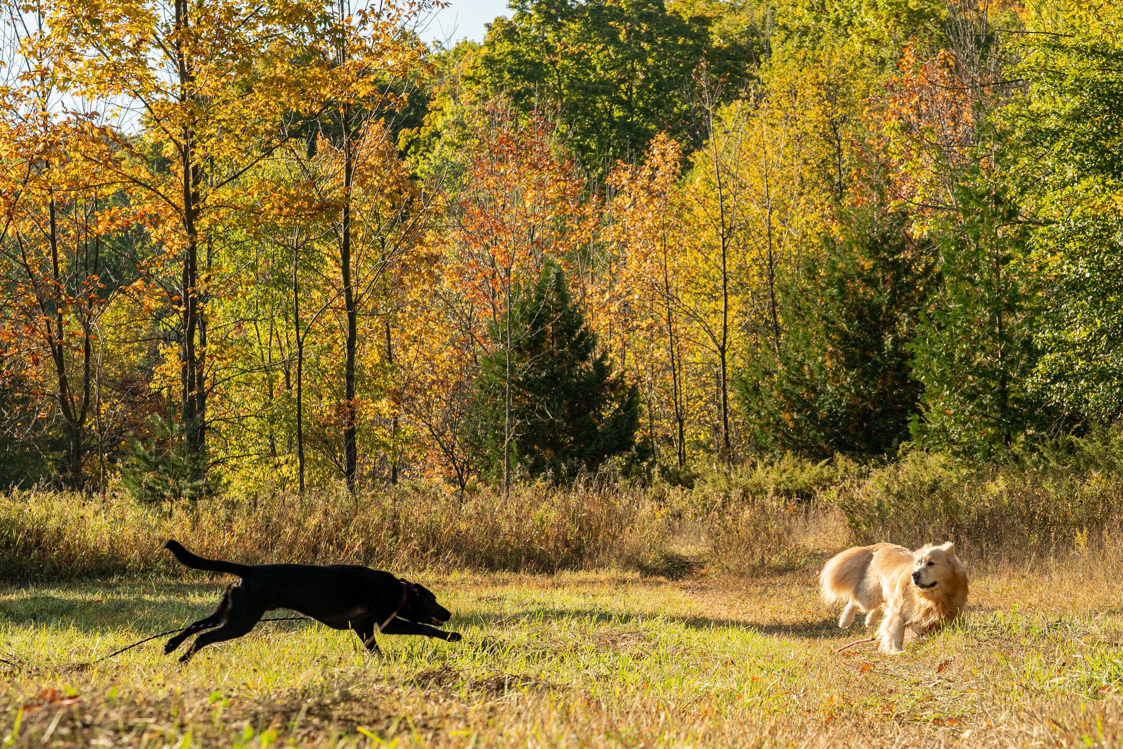 Cotton Rope Pull Toy - Various Sizes