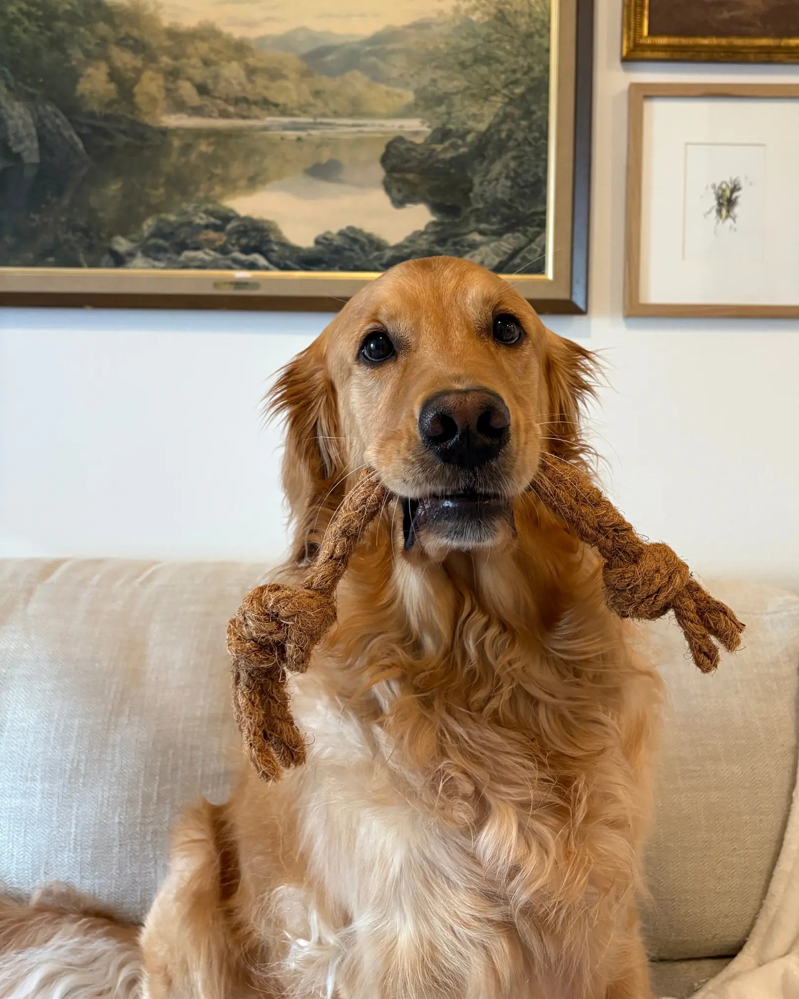 Coconut Rope Tug