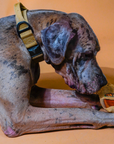 100% Yak Milk Chews for Dogs