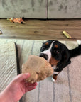 Tree Root Dog Chew