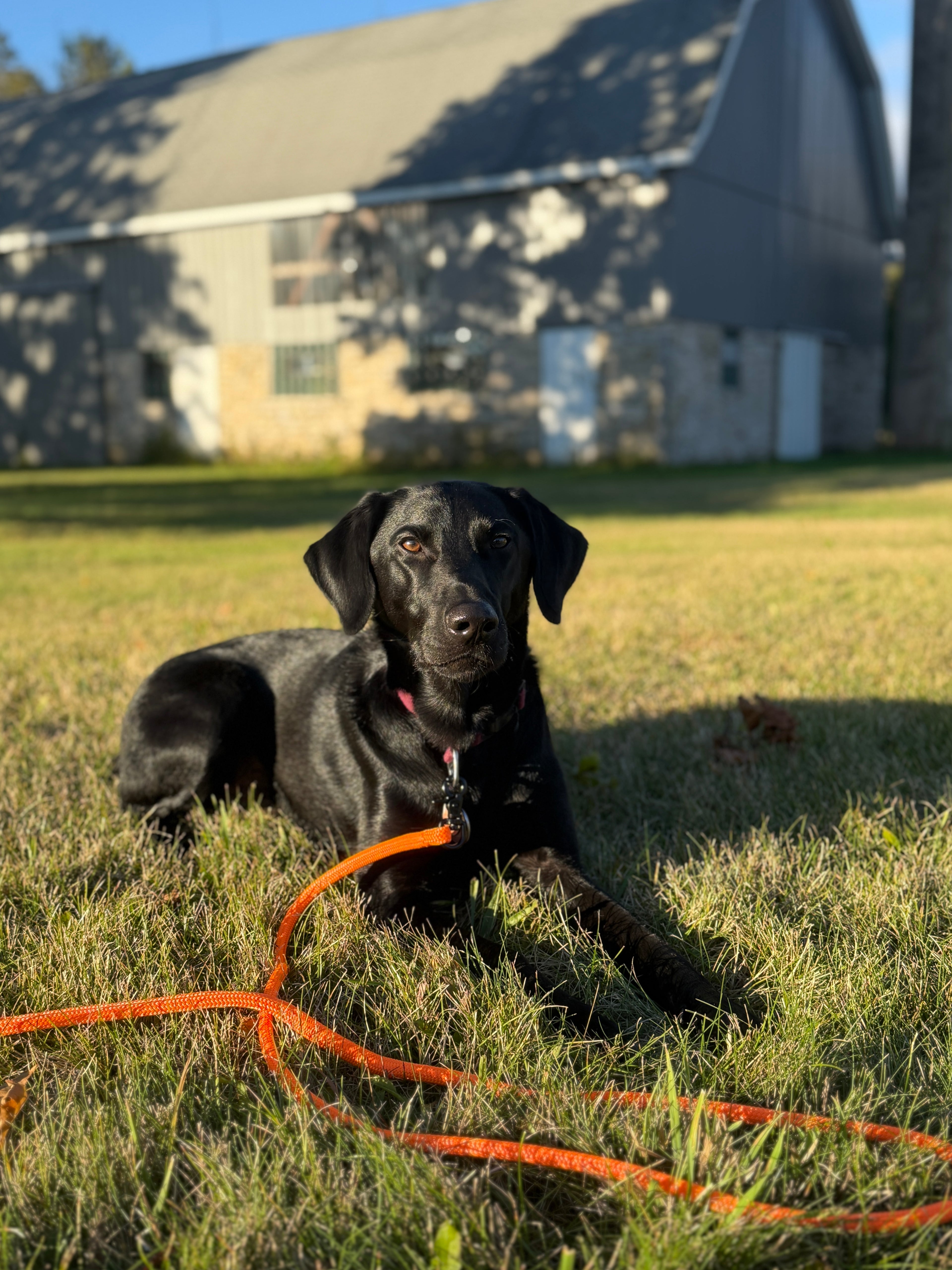 Limited Edition: Blaze Orange Crew Leash