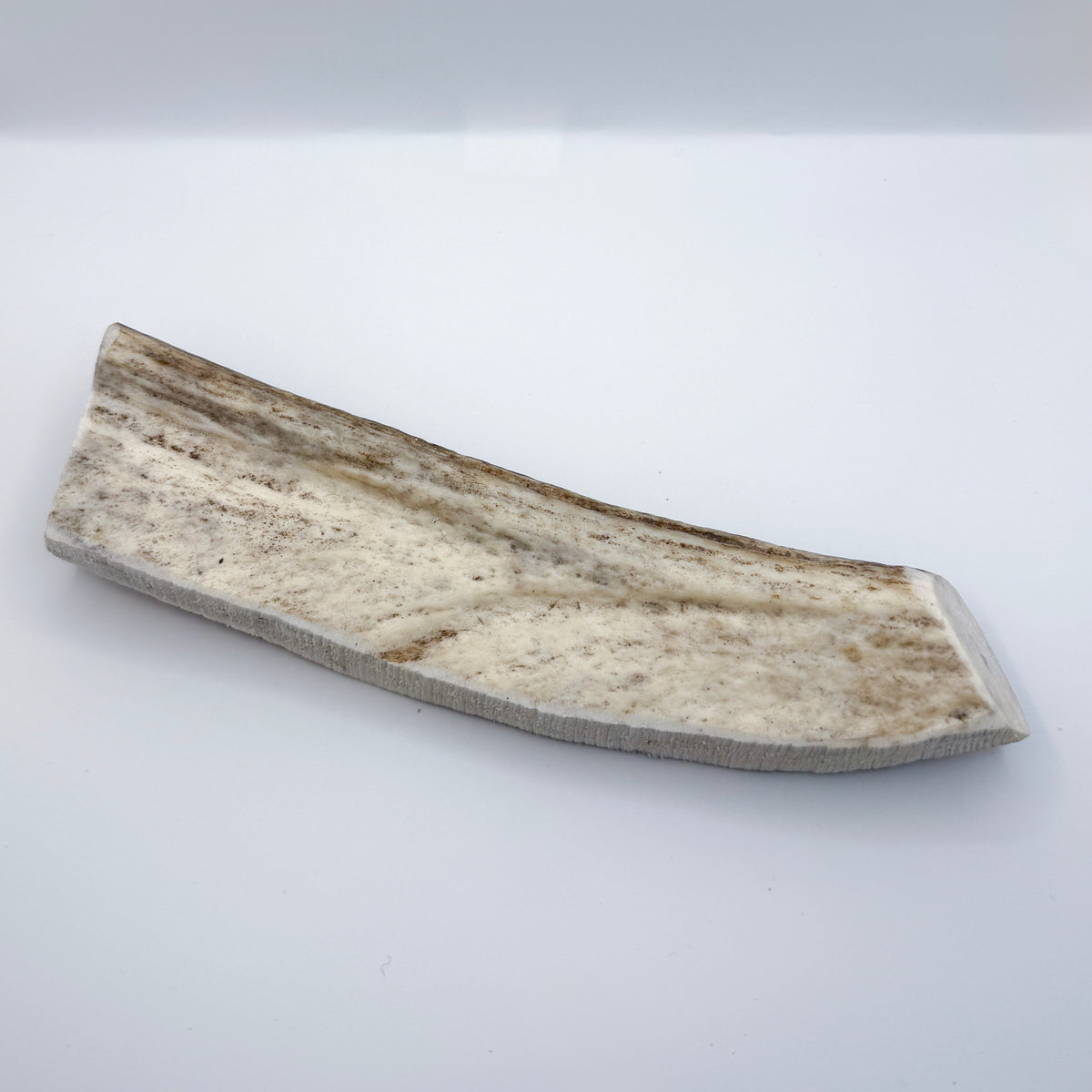 Moose Antler