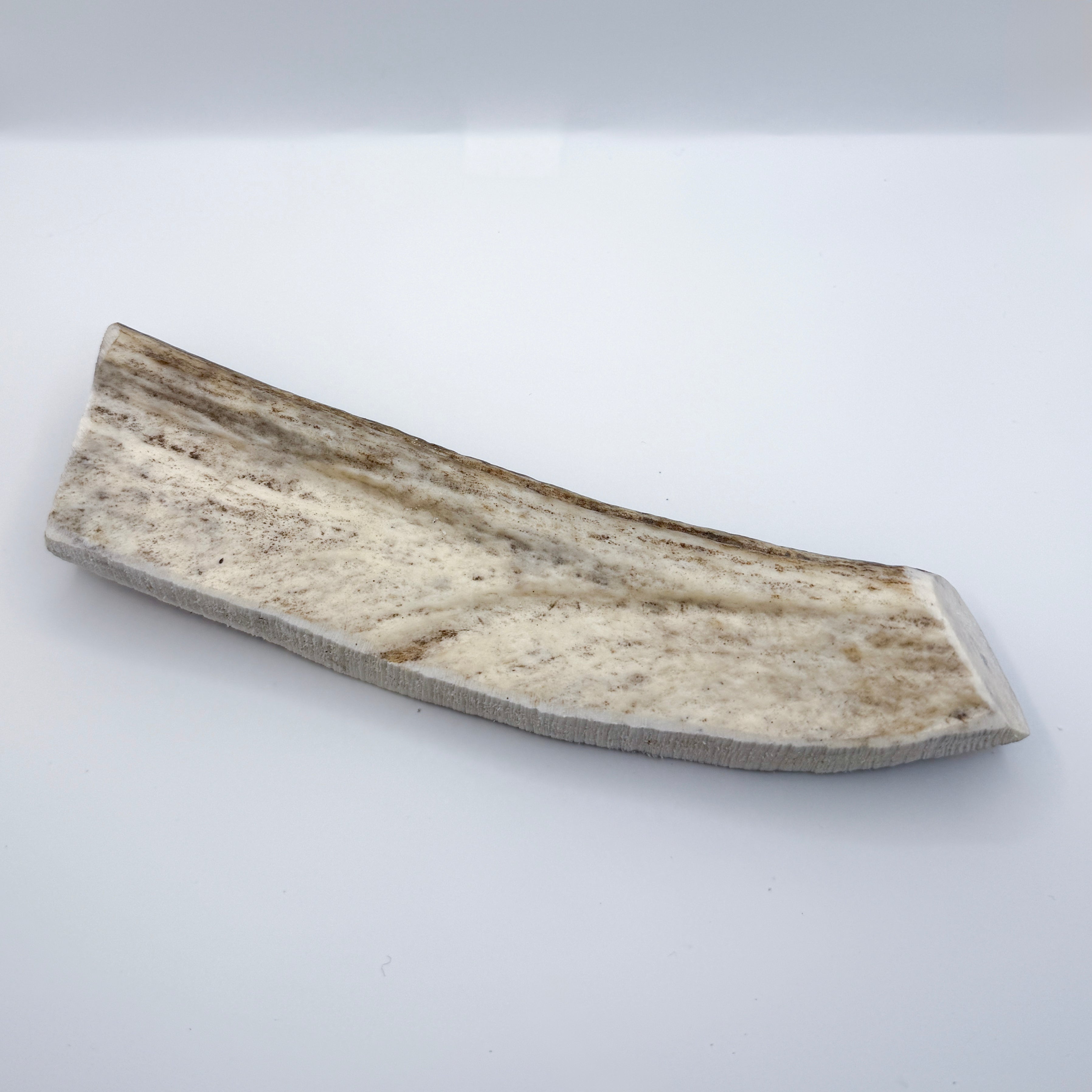 Moose Antler
