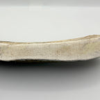Moose Antler
