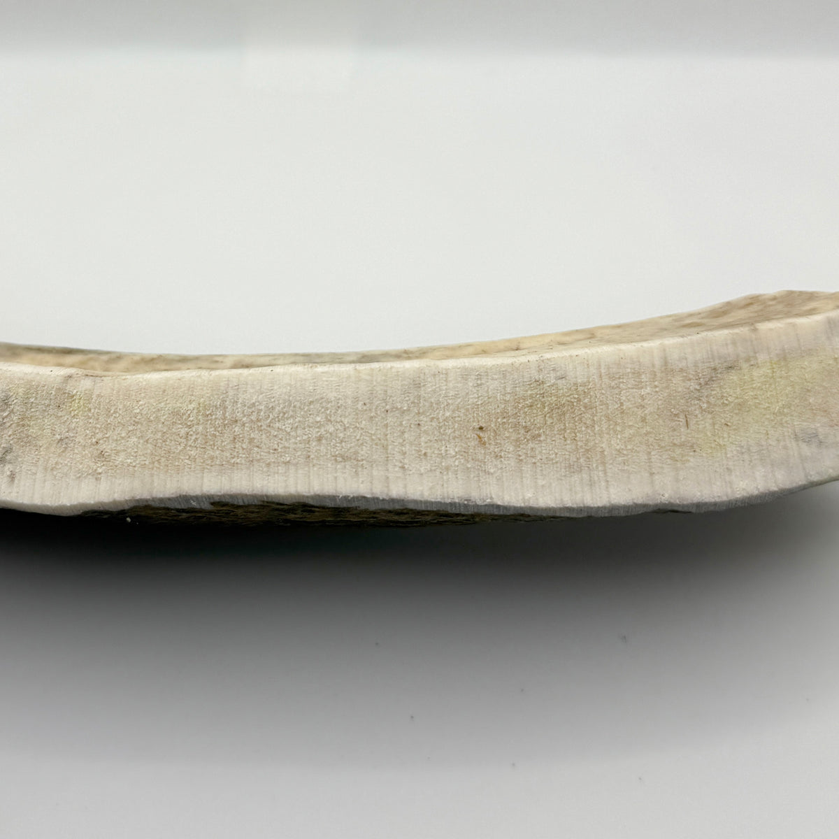 Moose Antler