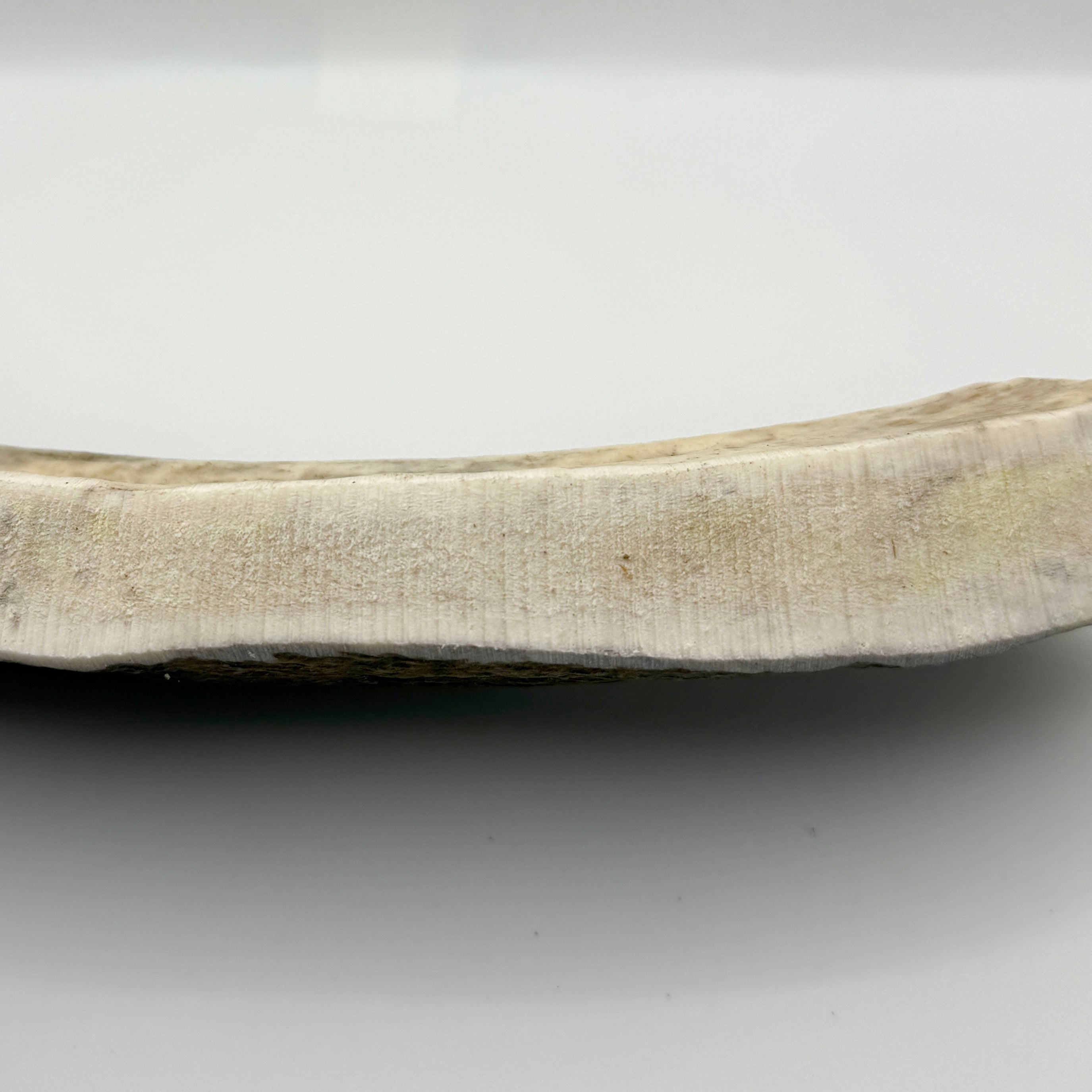 Moose Antler