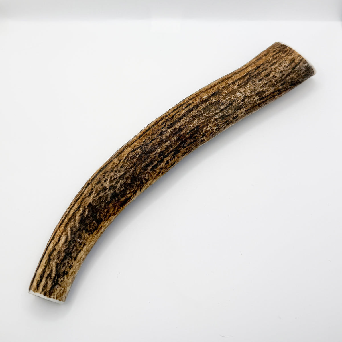 Whole Elk Antler