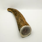 Whole Elk Antler