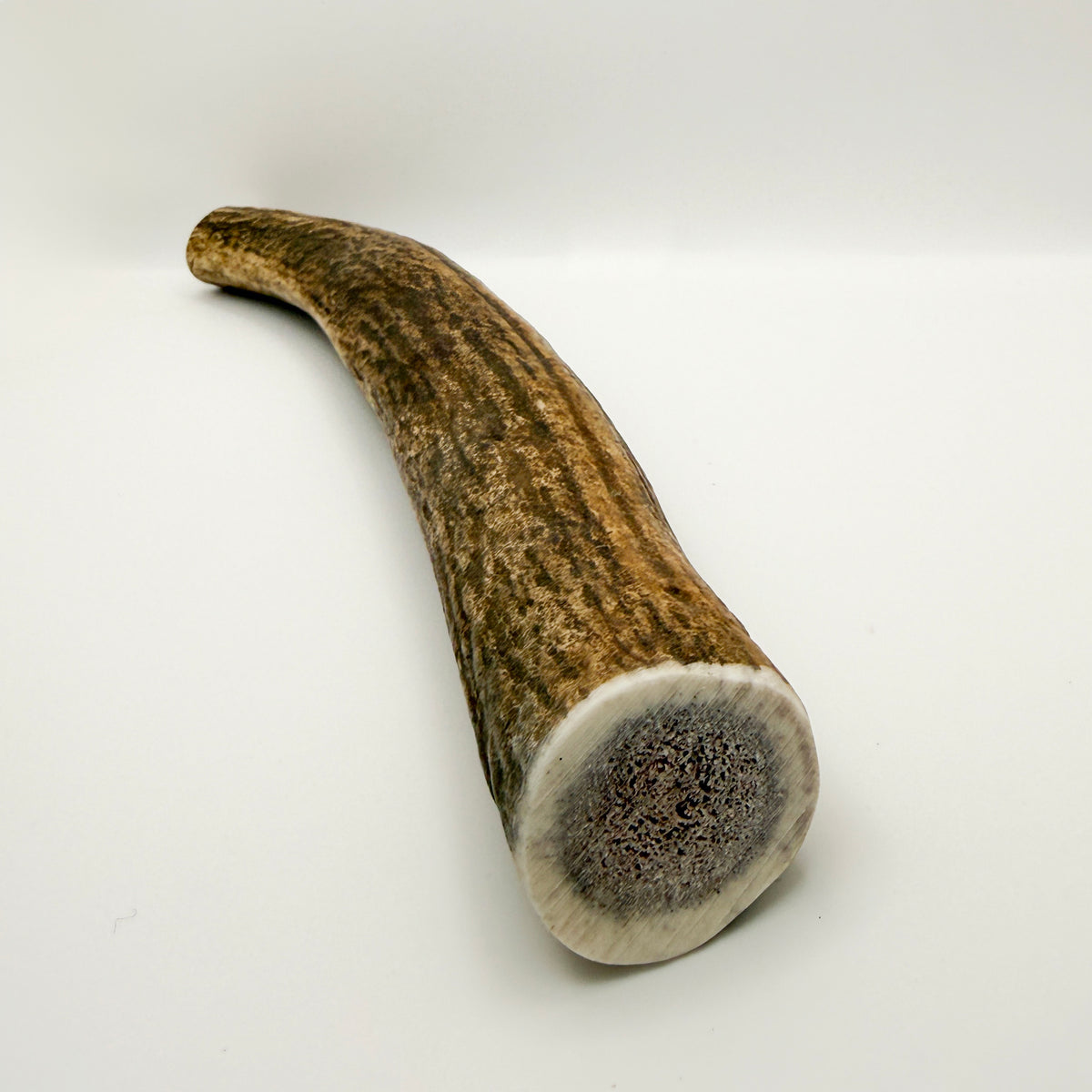 Whole Elk Antler
