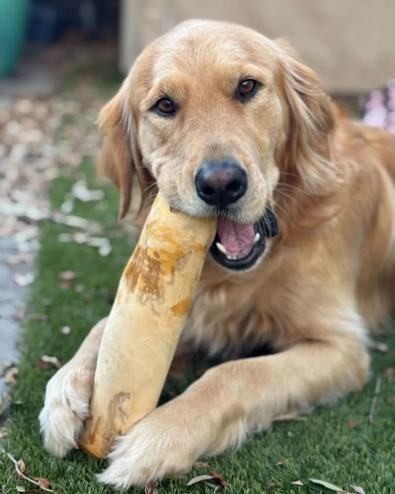 Original Chew